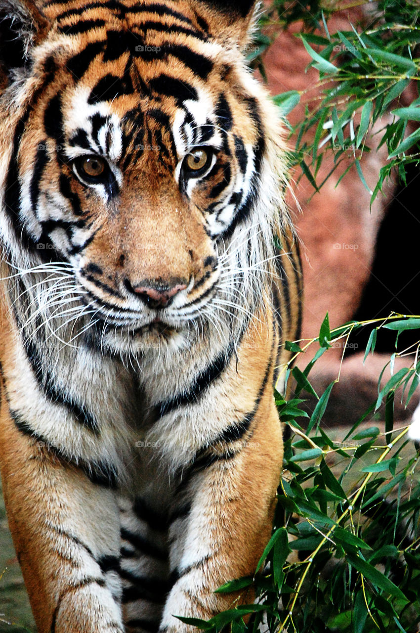Tiger,  Oklahoma City Zoo