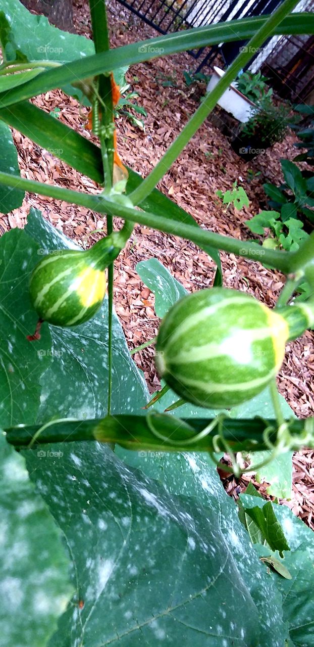 new squash in the garden