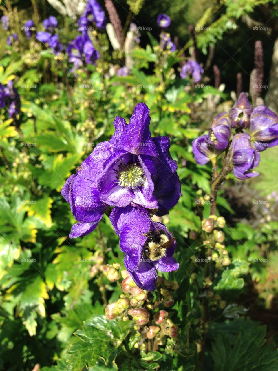 Purpletiful. A special flower in my way