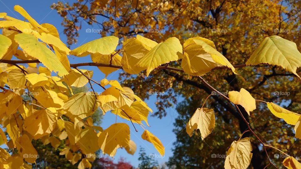 Autumn breeze 🍁🍂 Yellow leaves 🍁🍂 Rustle of leaves🍂🍁