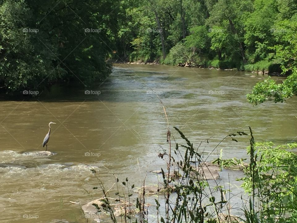 Blue Heron at the river...