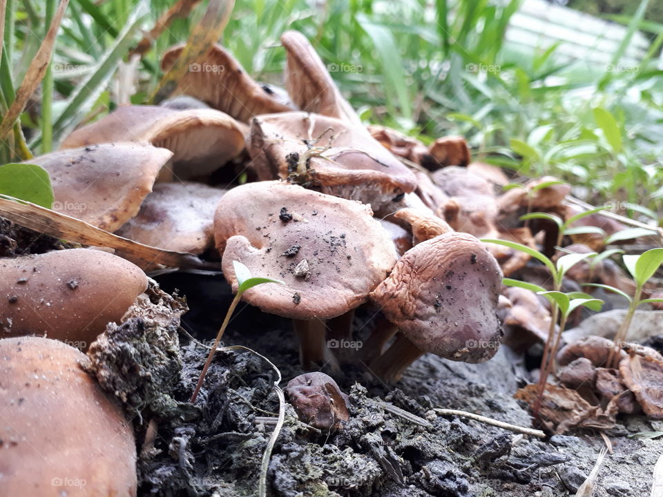 Mushroom caps on mud