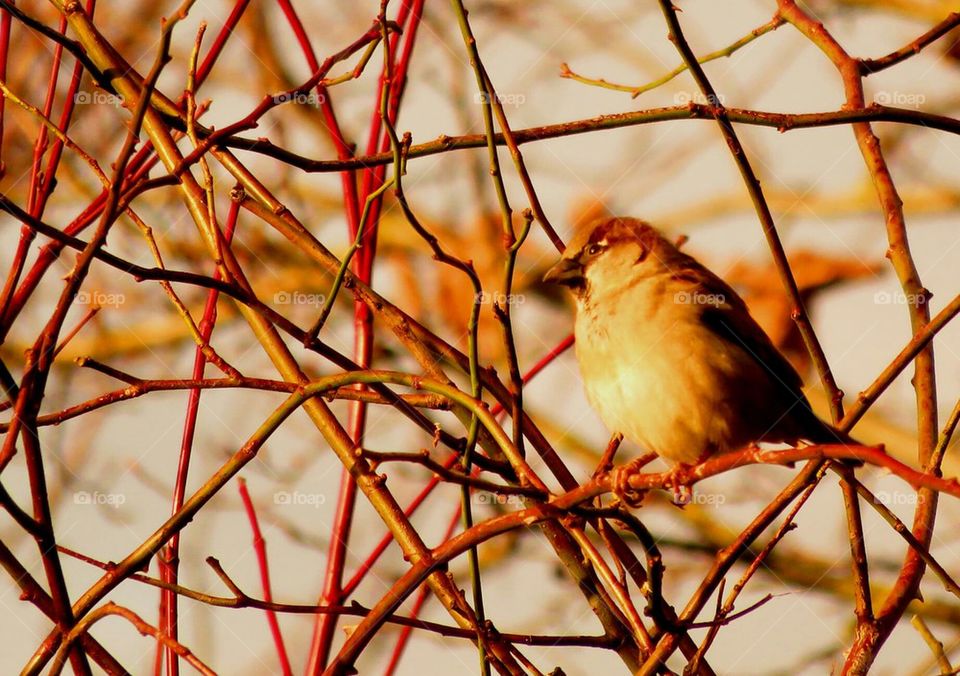 perched bird