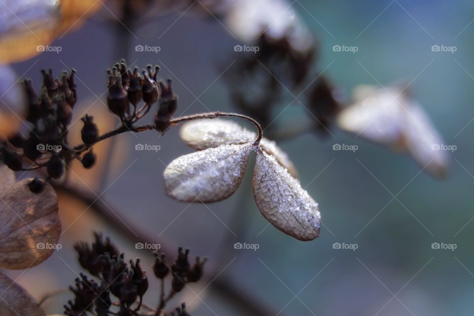 Closeup dried hydrangea in hoarfrost