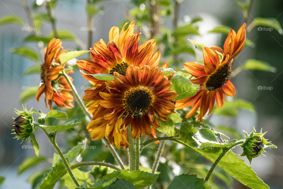 sunflowers bees and bumblebees