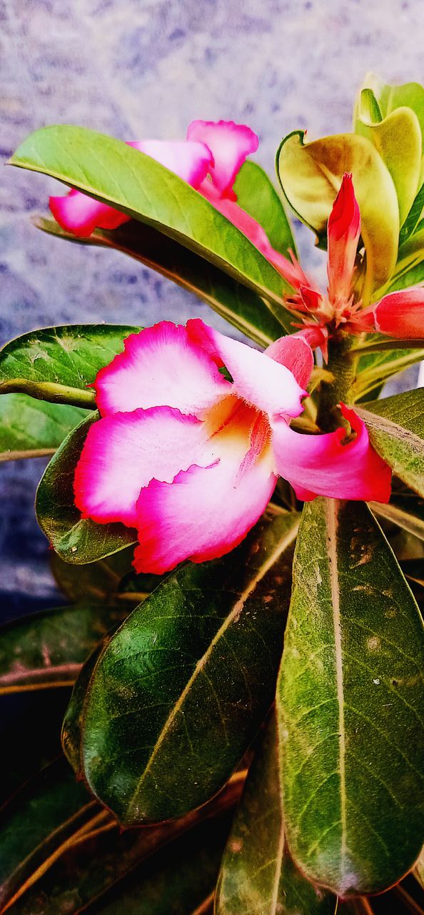 flower