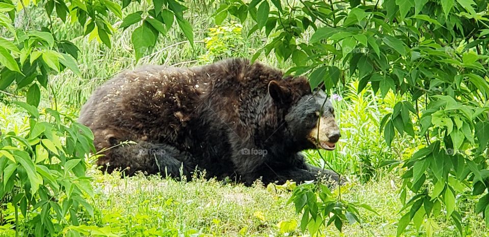 Black bear, animal, nature, green, summer, Canada, New Brunswick