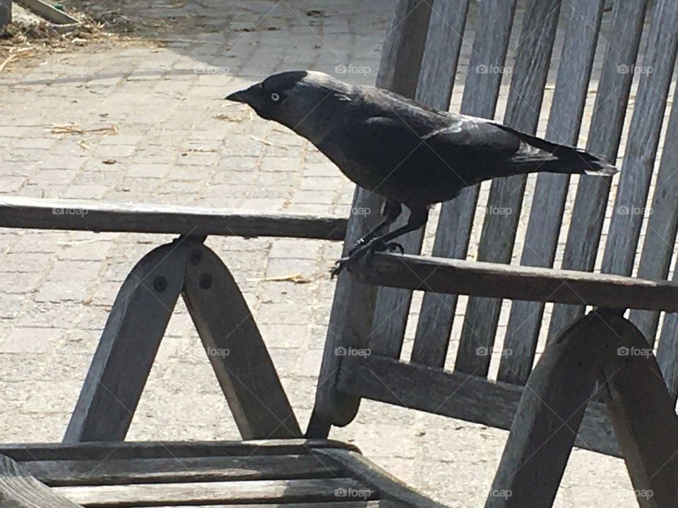 ready to fly away the Netherlands 