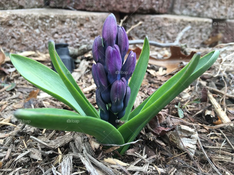 It's the month of March in Michigan perennial colors are rising early the color  purple pops it to your eye as beauty better than the beast