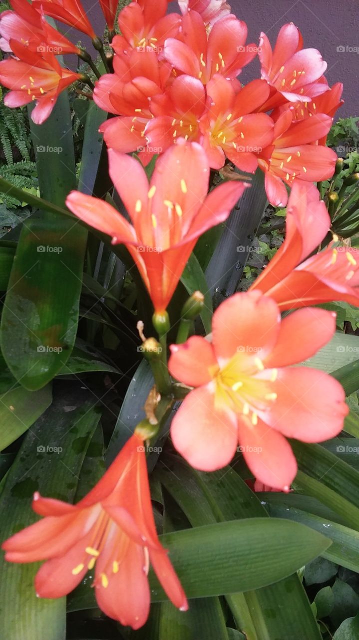 pink orange yellow flowers