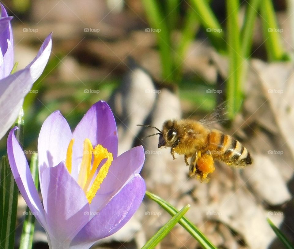 Bee pollinating purple crocus 