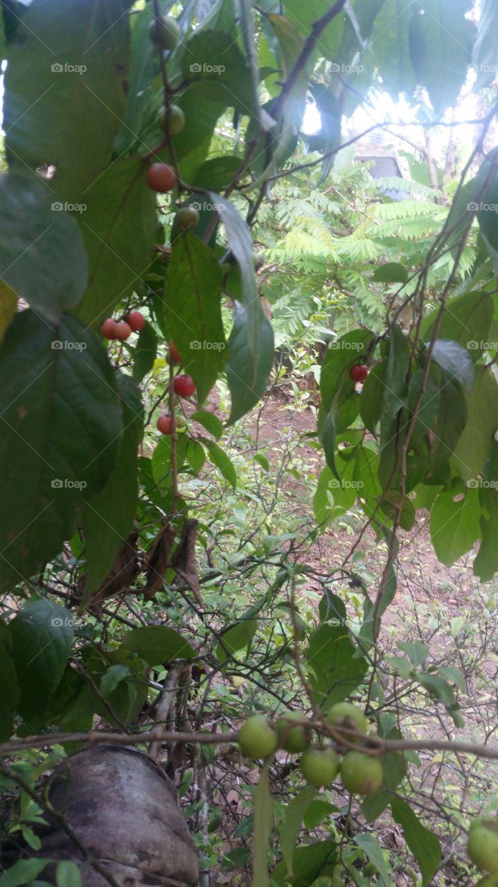 lovi tree fruit