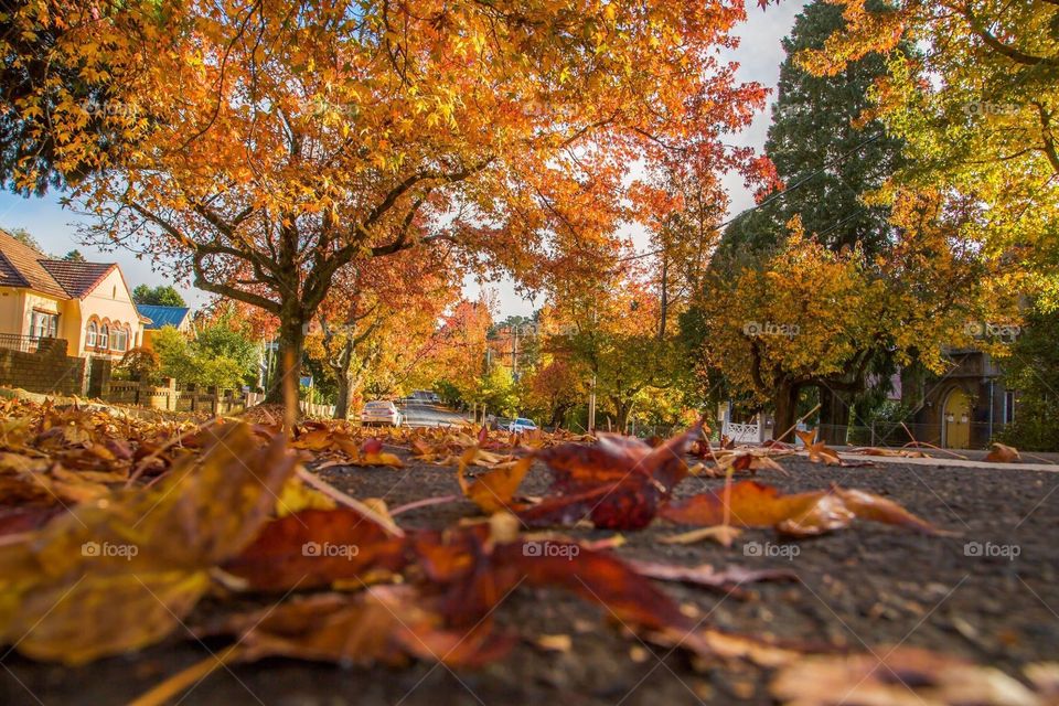 Signs of Autumn falling leaves 