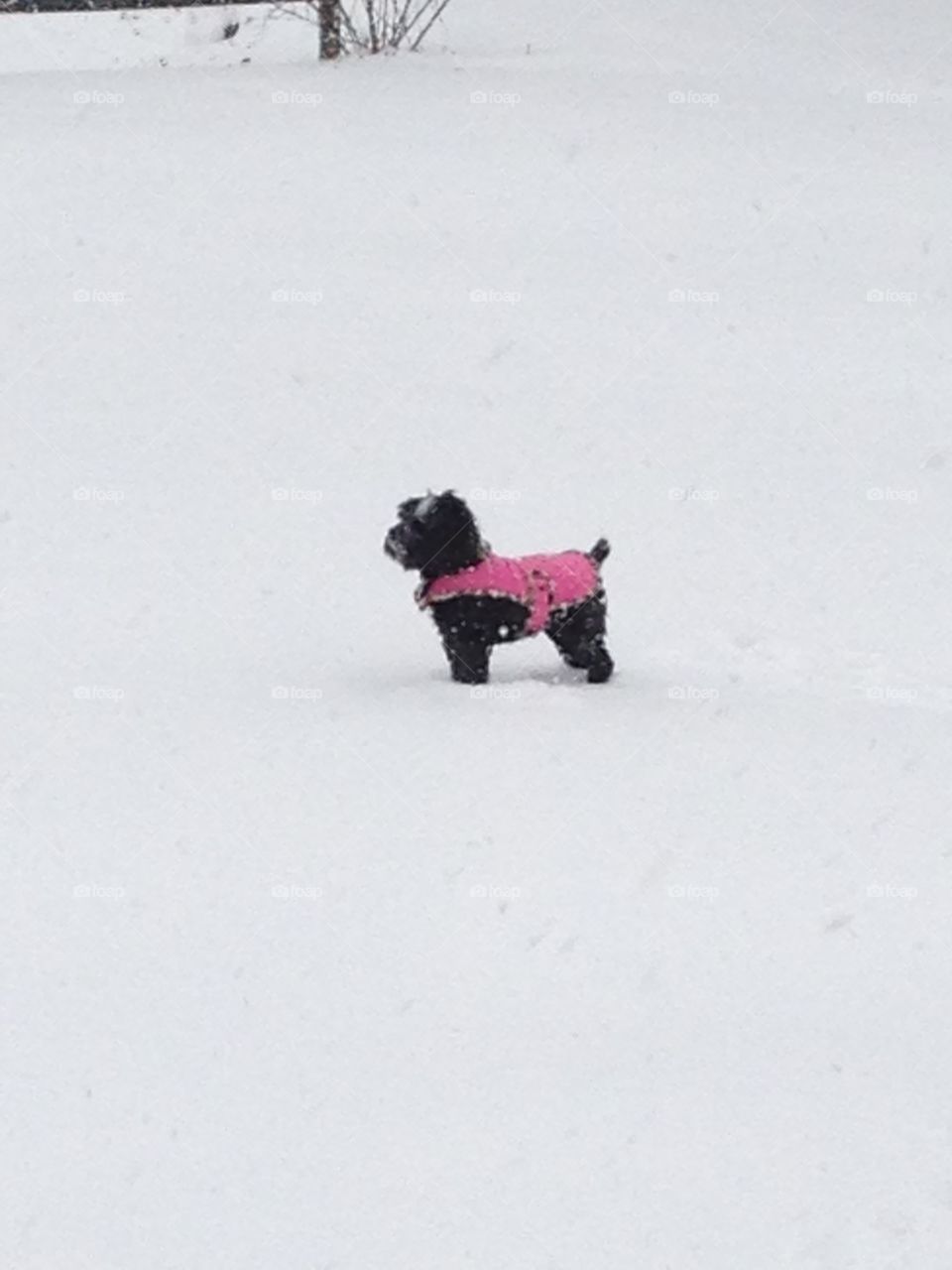 Close-up of puppy standing on snow