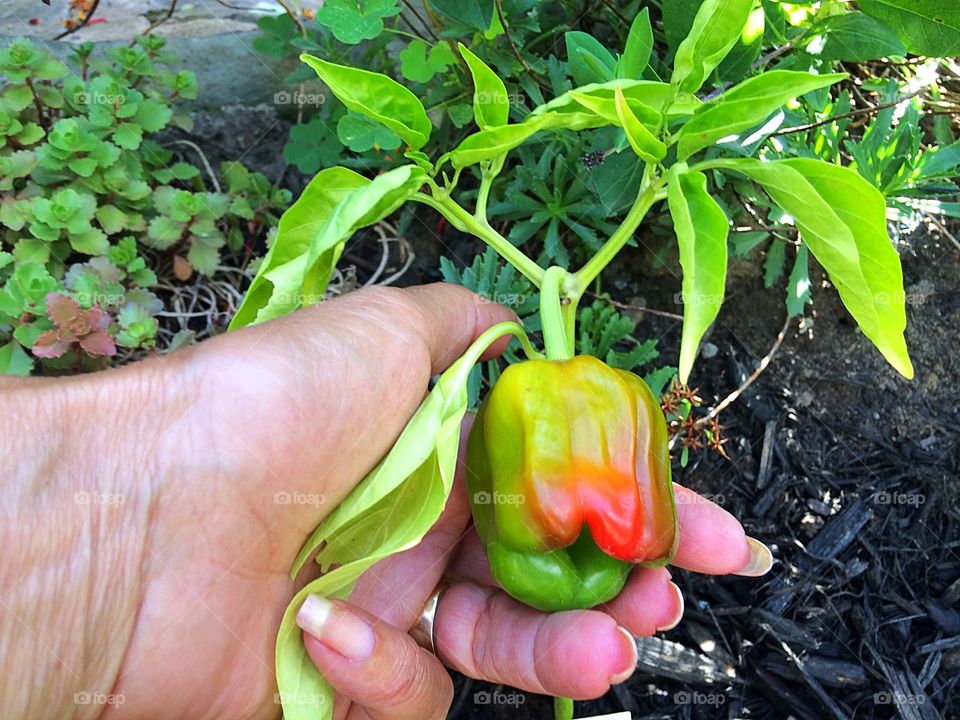 Red pepper plant, pepper is starting to turn red. Looks good!