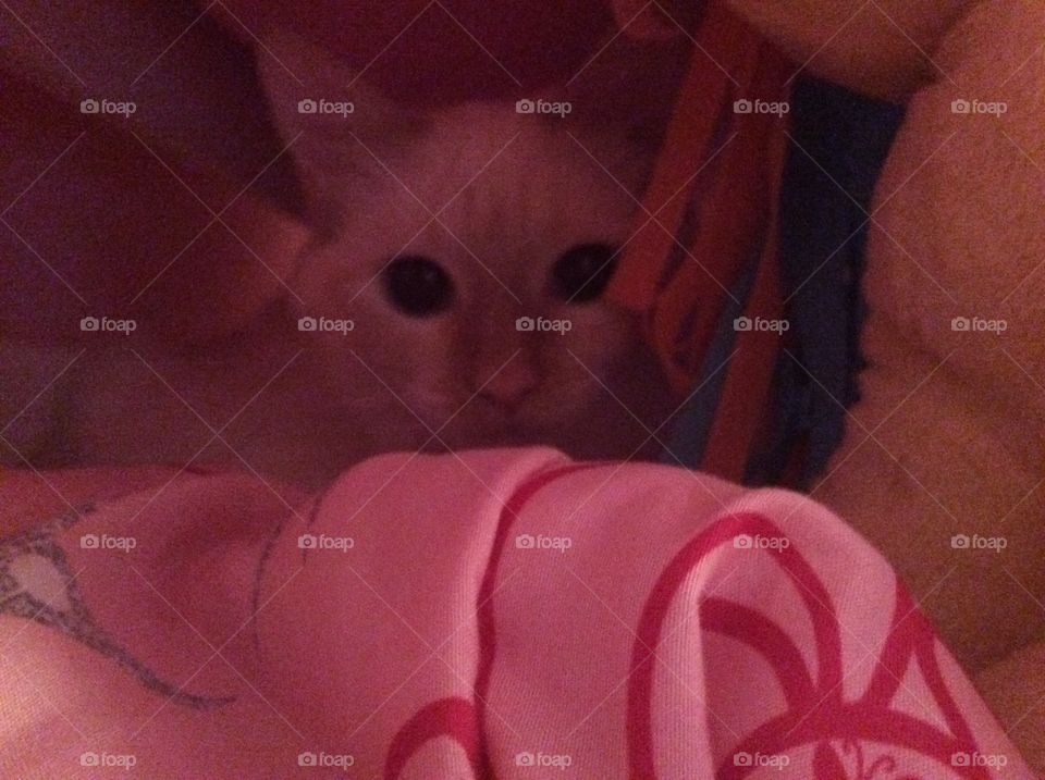 Cute Siamese mix Cat hiding in pink covers