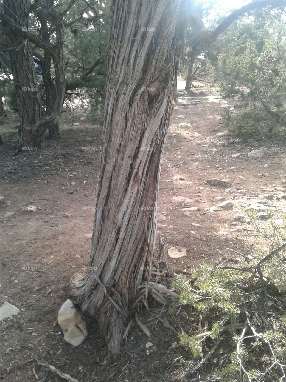 The wilds of the Grand Canyon