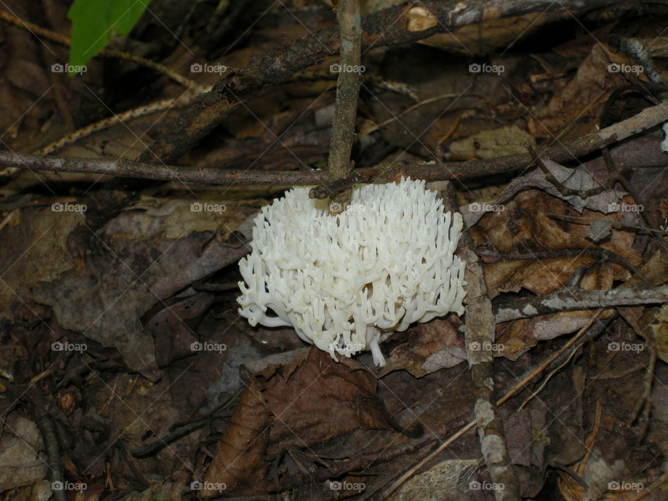 Beautiful mushroom in the forest.