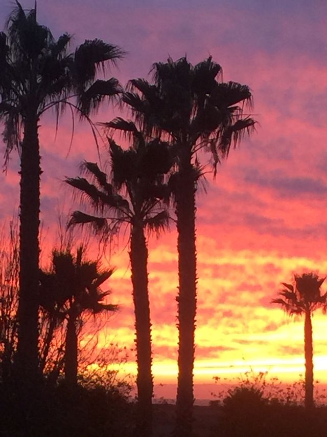 Tree, No Person, Sunset, Palm, Evening
