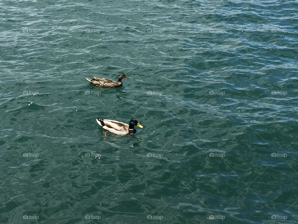 Lake ducks