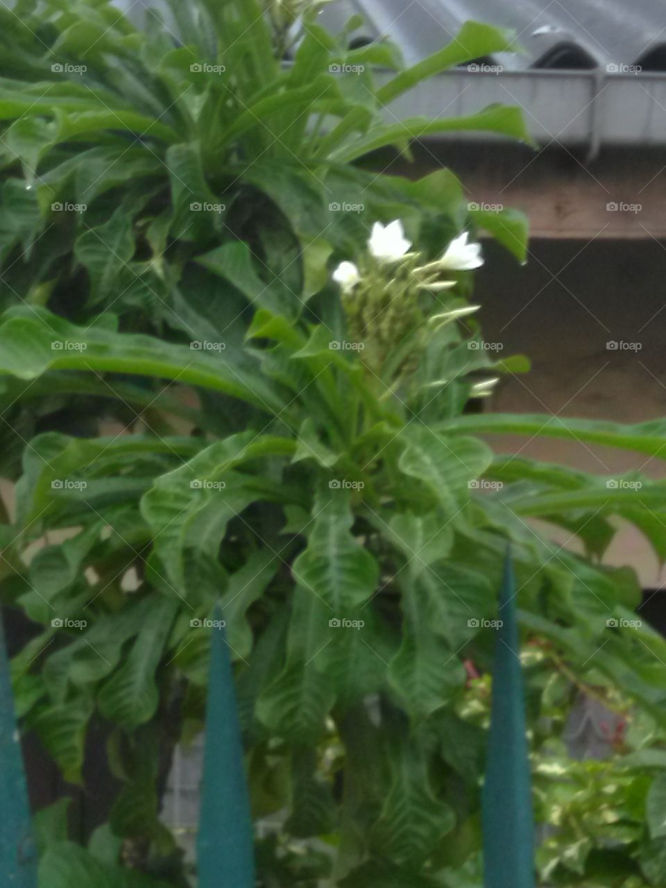 white coloured flowers