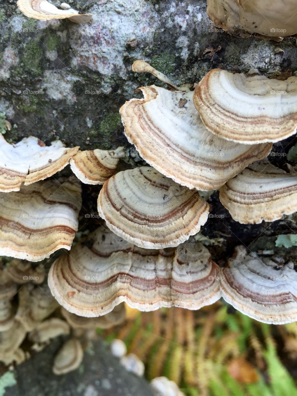 Textured fungi