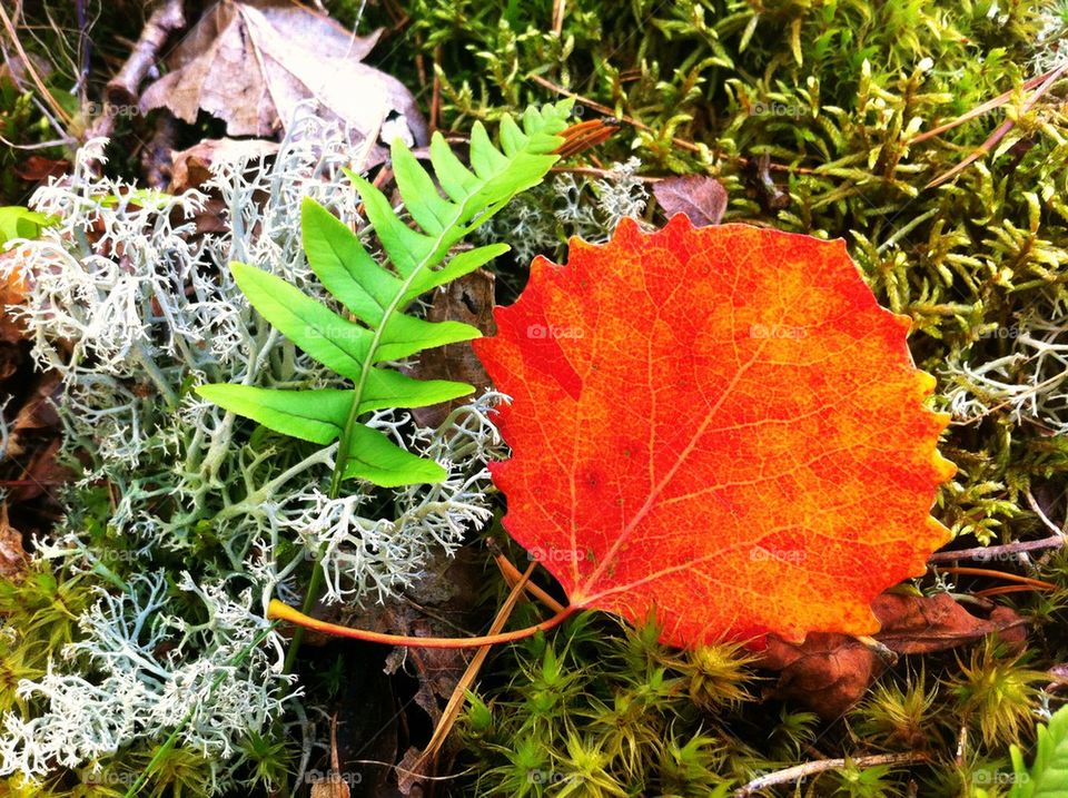 Red aspen leaf and green fern in forest.