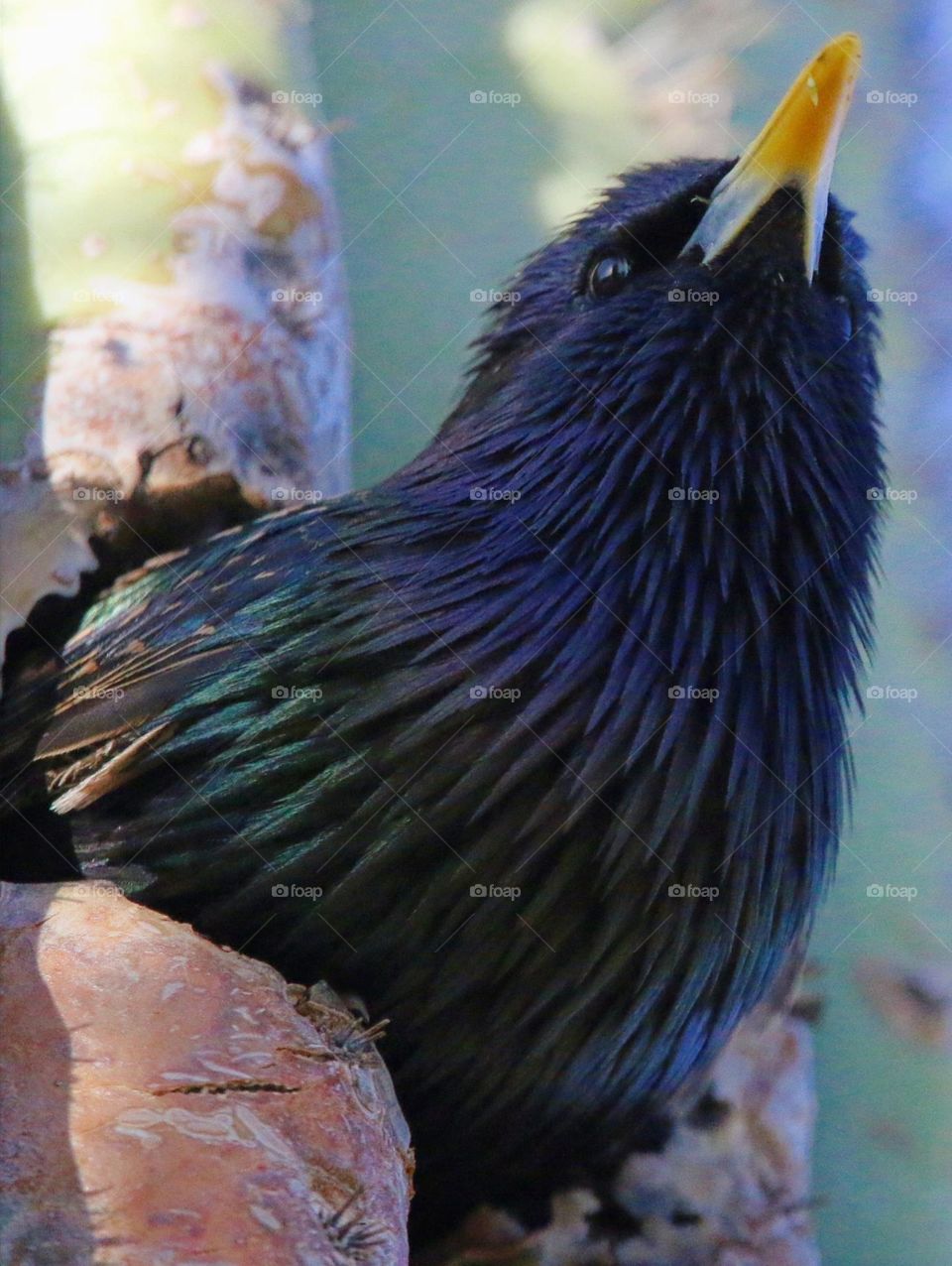 Starling Exiting Nest in Cactus