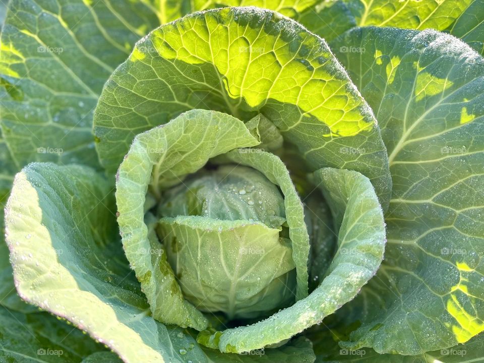 Dew on the cabbage 