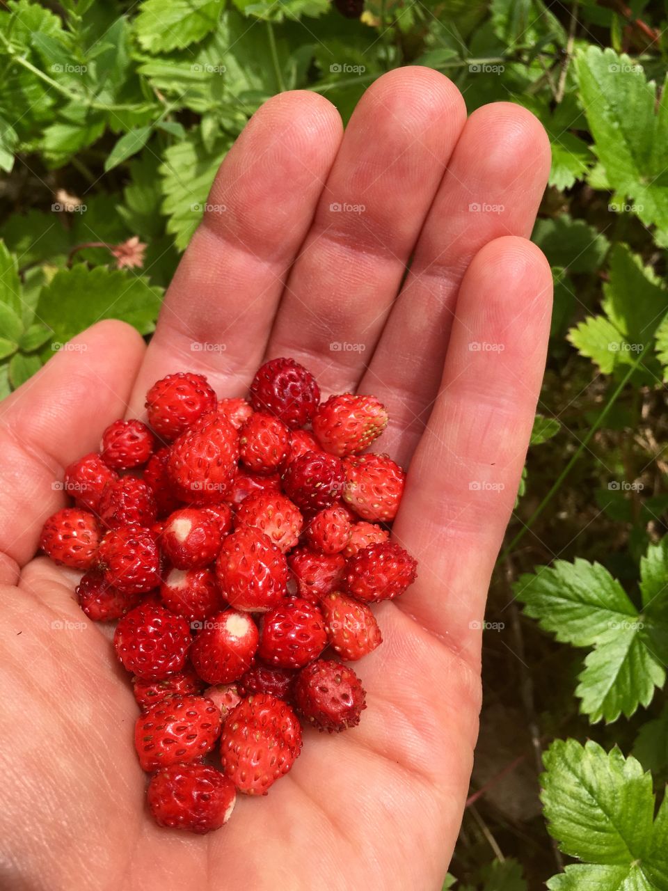 Handfull of wild strawberries.