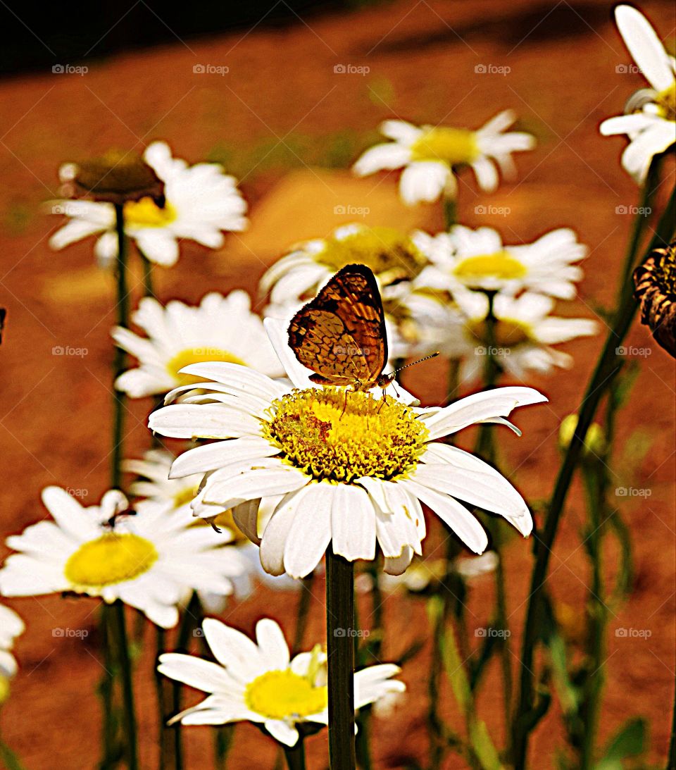 Butterfly on Daisy