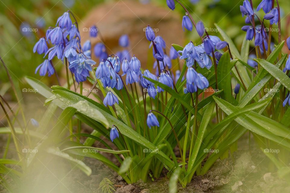 Flowers in the garden.