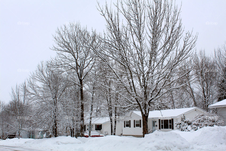 snow winter white trees by lagacephotos