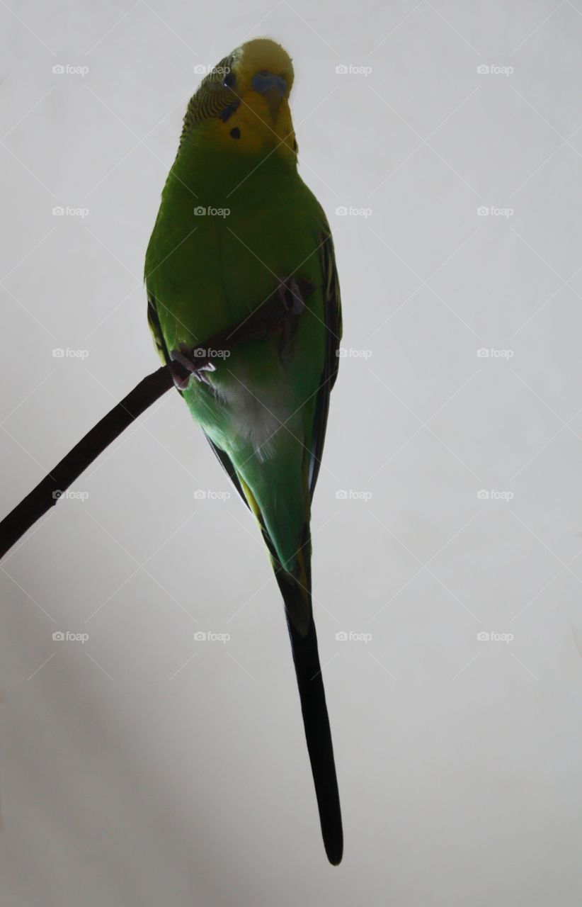 Parrot