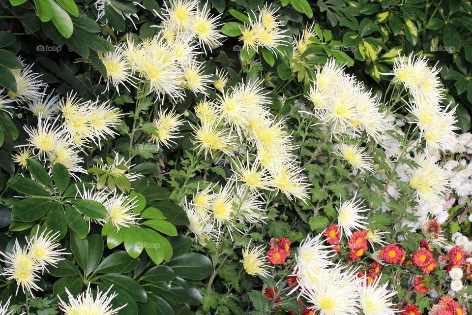 beautiful white yellow and red flowers with green leaves