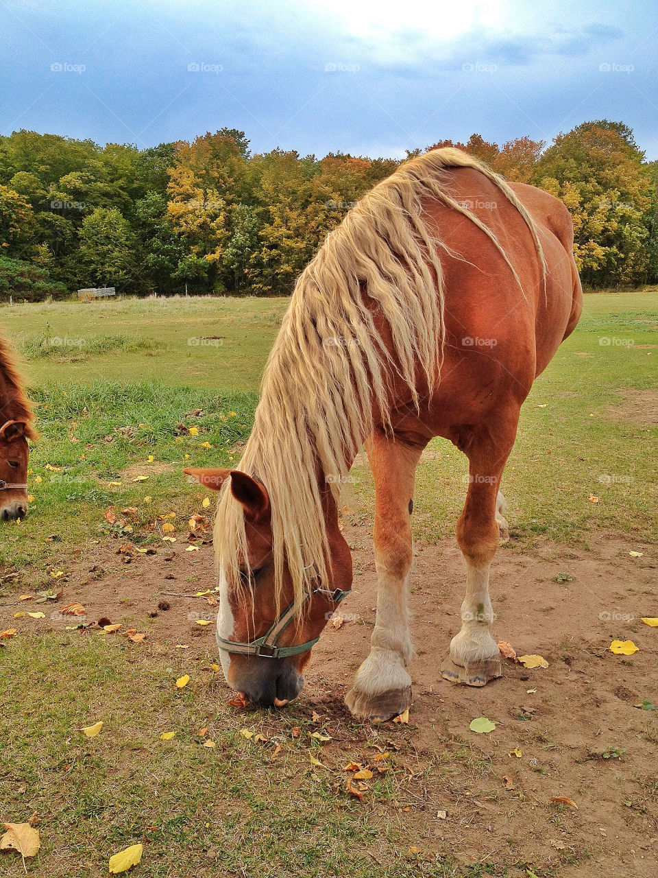 Horse grazing on grass