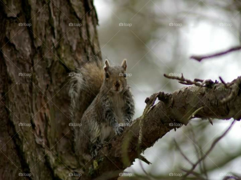 Squirrel on a Branch