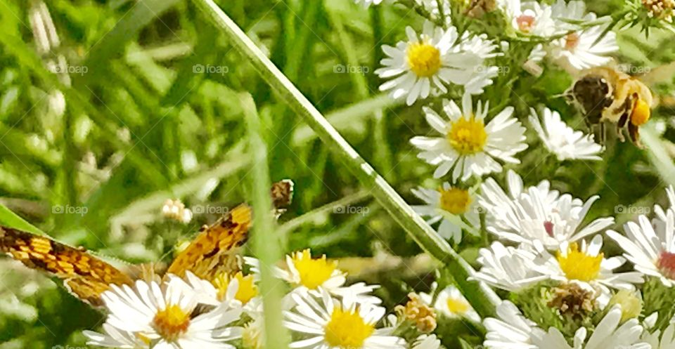 Pollinator Buddies