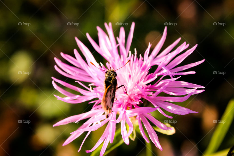 Bug and a Flower