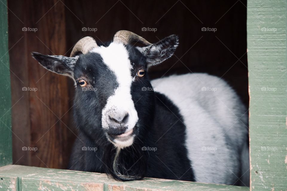 Goat on the farm