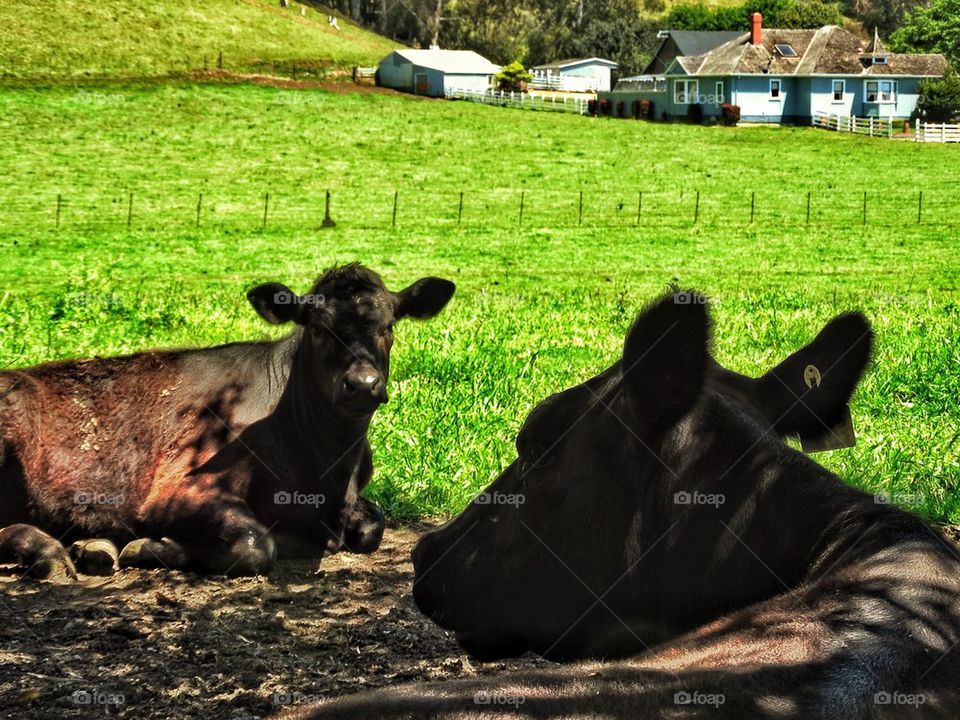 Cows in a pasture