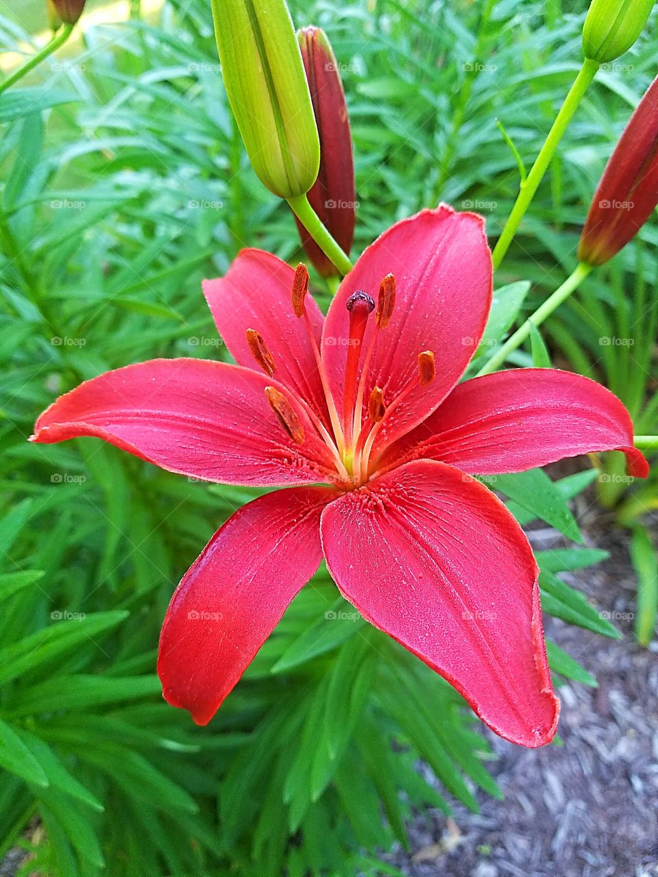 fuscia colored lily
