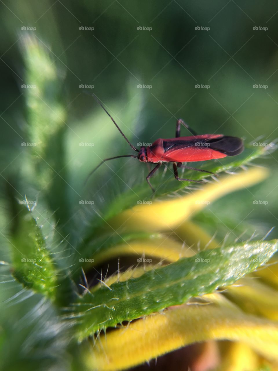 Red beetle