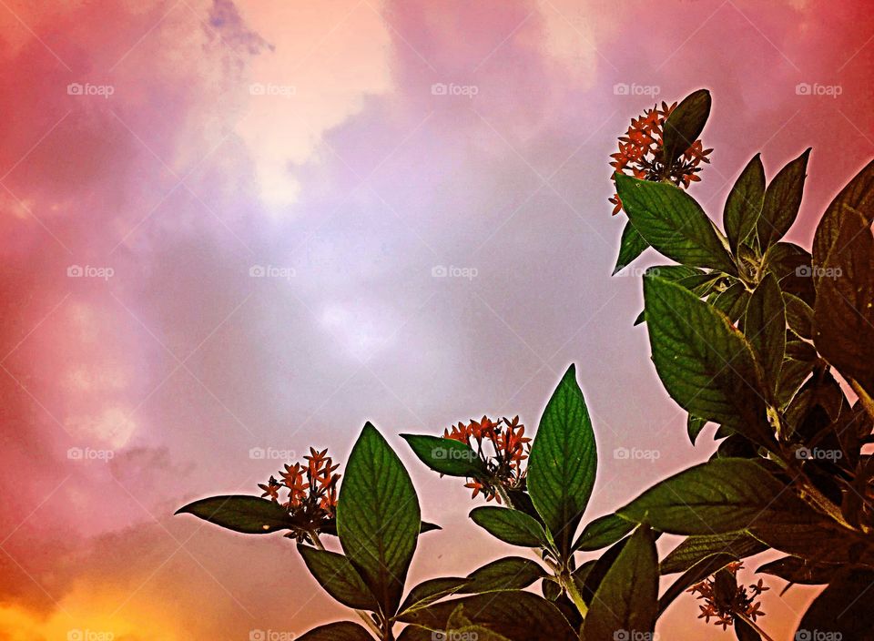 Sunsets and flowers . Looking skyward at the flowers.