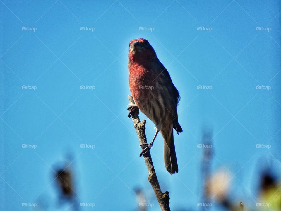 Male House Finch