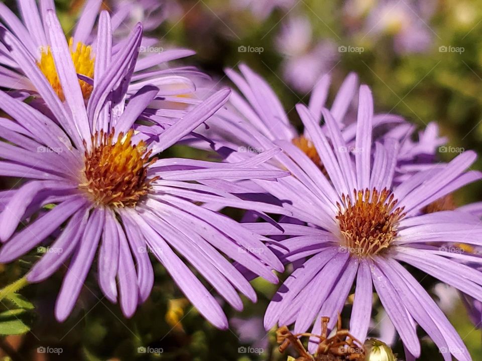 Closeup of Purple Aster.