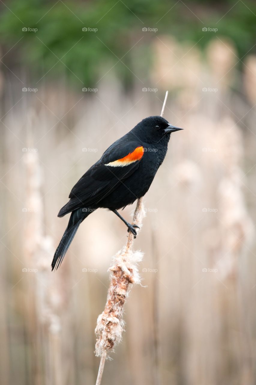 Close-up of blackbird