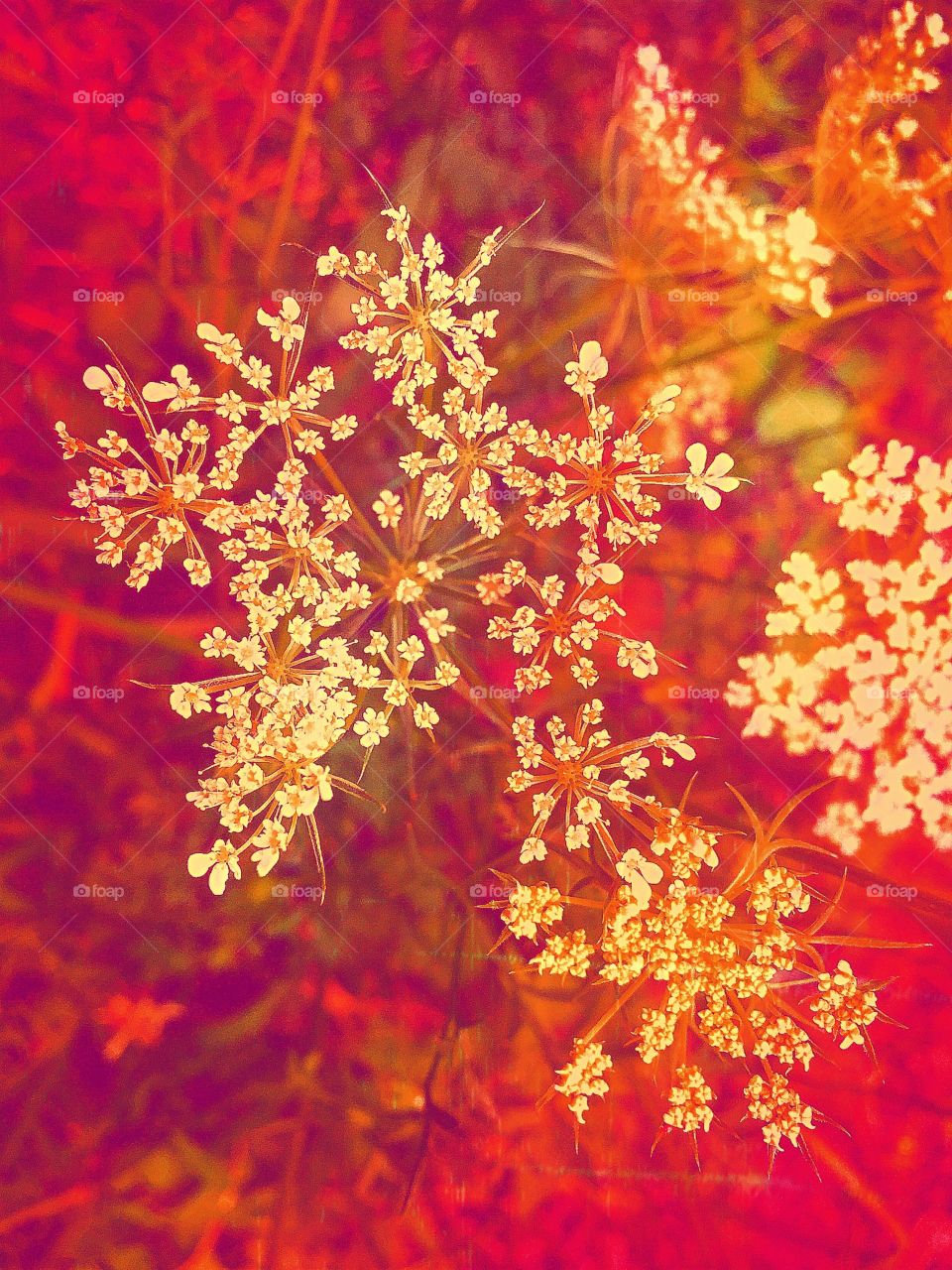 Queen Anne's Lace Abstract 4