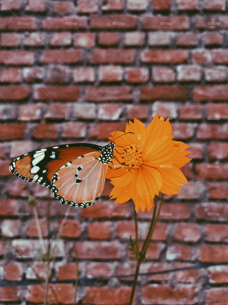 A colourful butterfly perching at the flower next to red brick wall