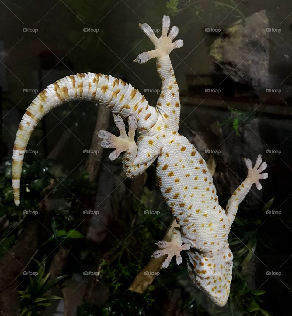 Tokay gecko 